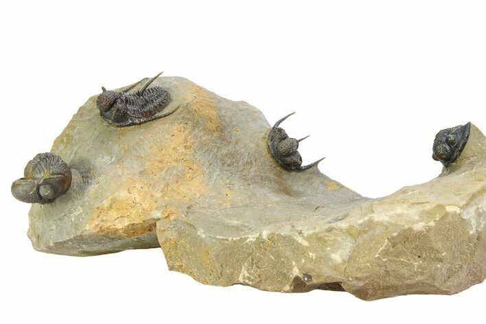 Three Species Trilobite Association (Cyphaspis, Morcops & Gerastos) #350533